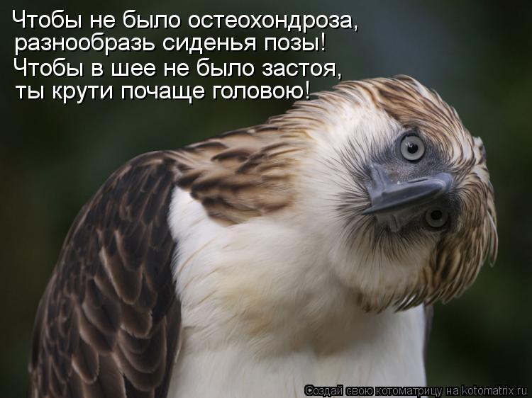 Котоматрица: Чтобы не было остеохондроза,  разнообразь сиденья позы! ты крути почаще головою! Чтобы в шее не было застоя,