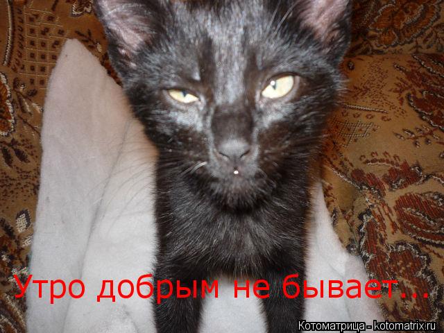 Котоматрица: Утро добрым не бывает...
