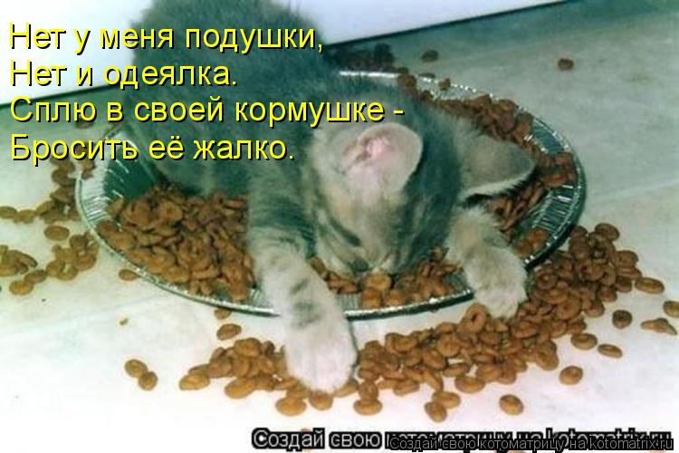 Котоматрица: Нет у меня подушки, Нет и одеялка. Сплю в своей кормушке -  Бросить её жалко.