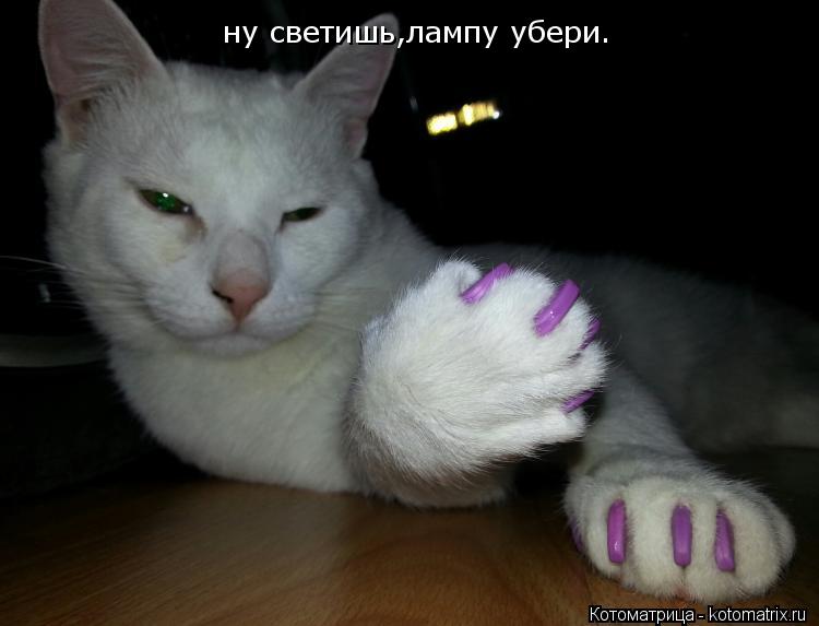 ну светишь,лампу убери.... Котоматрица: ну светишь,лампу убери.
