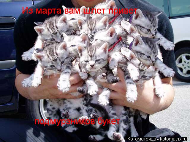 Котоматрица: Из марта вам шлет привет подмурзников букет