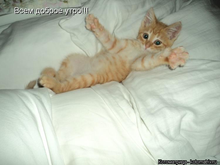 Котоматрица: Всем доброе утро!!!