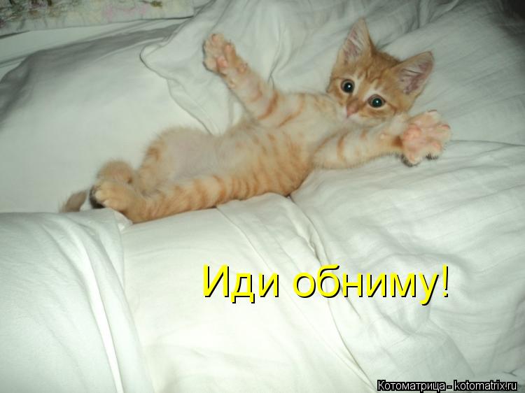 Иди обниму!... Котоматрица: Иди обниму!