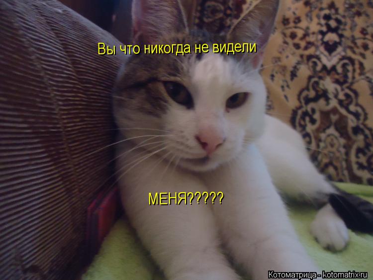 Котоматрица: Вы что никогда не видели МЕНЯ?????