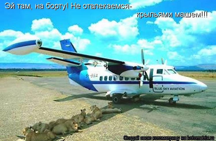 Эй там, на борту! Не отвлекаемся- крыльями машем!!!... Котоматрица: Эй там, на борту! Не отвлекаемся- крыльями машем!!!