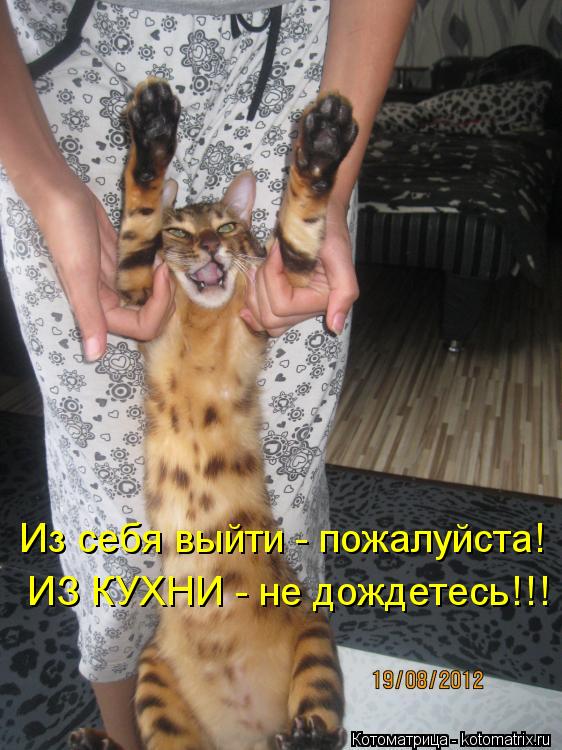 Из себя выйти - пожалуйста! ИЗ КУХНИ - не дождетесь!!!... Котоматрица: Из себя выйти - пожалуйста! ИЗ КУХНИ - не дождетесь!!!
