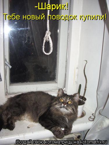 Котоматрица: -Шарик! Тебе новый поводок купили!
