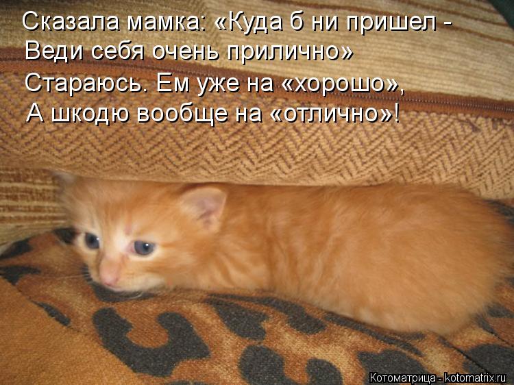 Котоматрица: Сказала мамка: «Куда б ни пришел - Веди себя очень прилично» Стараюсь. Ем уже на «хорошо», А шкодю вообще на «отлично»!