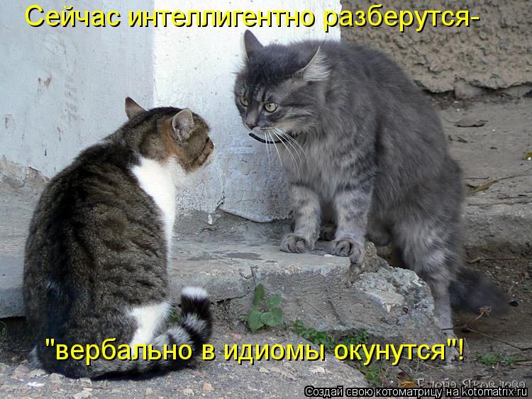 Сейчас интеллигентно разберутся- "вербально в идиомы окунутся"!... Котоматрица: Сейчас интеллигентно разберутся- "вербально в идиомы окунутся"!