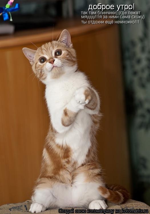 Котоматрица: доброе утро! доброе утро! так там блинчики)))где лежат  мяуууу!!!я за ними сама схожу) ты отдохни ещё немножко!!!