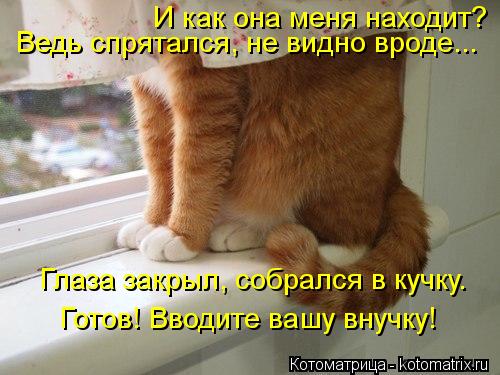 Котоматрица: И как она меня находит? Ведь спрятался, не видно вроде... Глаза закрыл, собрался в кучку. Готов! Вводите вашу внучку!