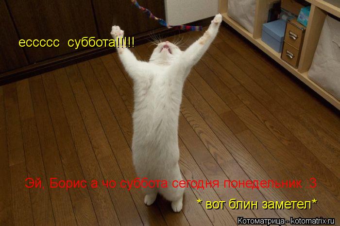 ессссс суббота!!!!! Эй, Борис а чо суббота сегодня понедельник :3 * вот блин заметел*... Котоматрица: ессссс суббота!!!!! Эй, Борис а чо суббота сегодня понедельник :3 * вот блин заметел*