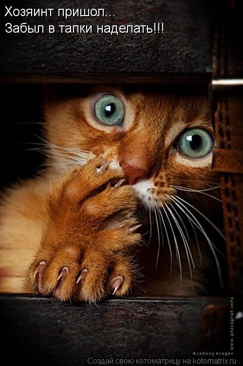 Хозяинт пришол... Забыл в тапки наделать!!!... Котоматрица: Хозяинт пришол... Забыл в тапки наделать!!!