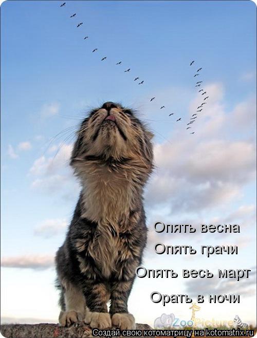 Опять весна Опять грачи Опять весь март Орать в ночи... Котоматрица: Опять весна Опять грачи Опять весь март Орать в ночи