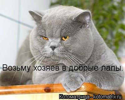 Котоматрица: Возьму хозяев в добрые лапы.