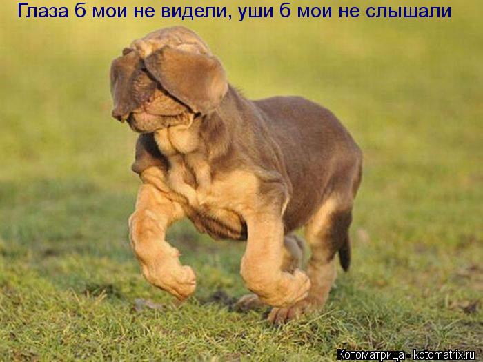Глаза б мои не видели, уши б мои не слышали... Котоматрица: Глаза б мои не видели, уши б мои не слышали
