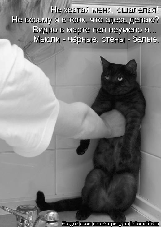 Котоматрица: Не хватай меня, ошалелая! Не возьму я в толк, что здесь делаю? Видно в марте пел неумело я... Мысли - чёрные, стены - белые.