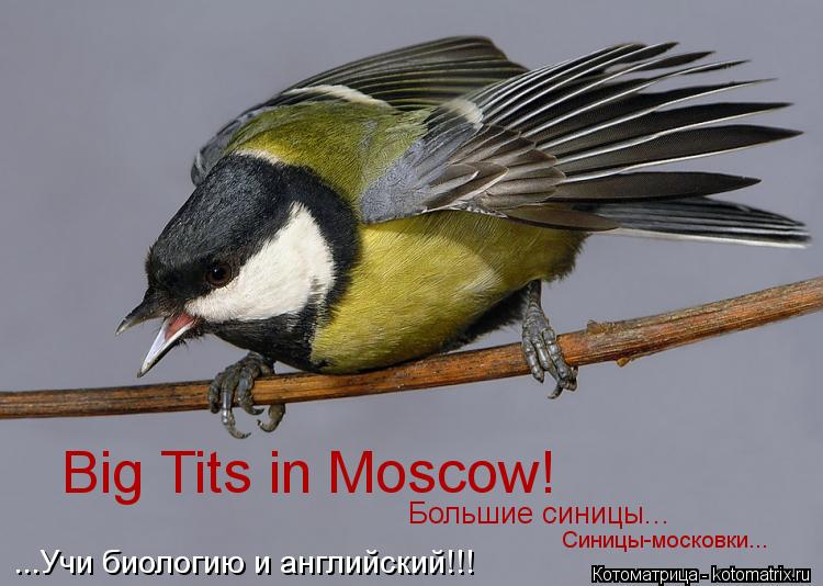 Котоматрица: Big Tits in Moscow! Большие синицы... Синицы-московки... ...Учи биологию и английский!!!