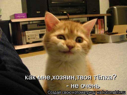 Котоматрица: как мне,хозяин,твоя тёлка? - не очень