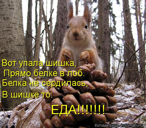 Котоматрица: Вот упала шишка,  Прямо белке в лоб. Белка не сердилась, В шишке то:  ЕДА!!!!!!!