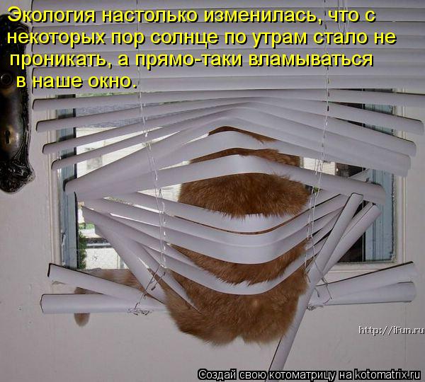 Котоматрица: Экология настолько изменилась, что с  некоторых пор солнце по утрам стало не проникать, а прямо-таки вламываться  в наше окно.