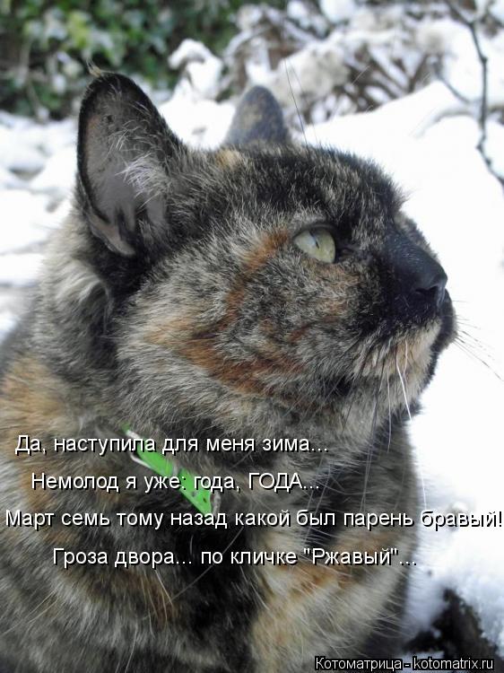Март семь тому назад какой был парень бравый! Немолод я уже: года, ГОДА... Да, наступила для меня зим... Котоматрица: Март семь тому назад какой был парень бравый! Немолод я уже: года, ГОДА... Да, наступила для меня зима... Гроза двора... по кличке "Ржавый"...
