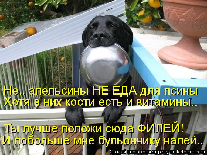 Не.. апельсины НЕ ЕДА для псины Хотя в них кости есть и витамины.. Ты лучше положи сюда ФИЛЕЙ! И побо... Котоматрица: Не.. апельсины НЕ ЕДА для псины Хотя в них кости есть и витамины.. Ты лучше положи сюда ФИЛЕЙ! И побольше мне бульончику налей..