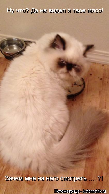 Ну что? Да не видел я твое мясо! Зачем мне на него смотреть......?!... Котоматрица: Ну что? Да не видел я твое мясо! Зачем мне на него смотреть......?!