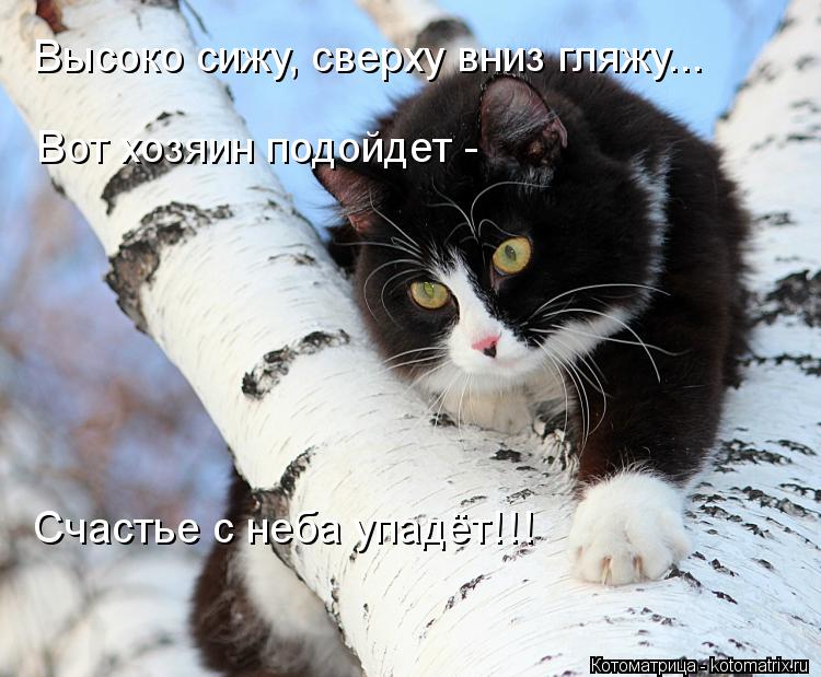 Котоматрица: Высоко сижу, сверху вниз гляжу... Счастье с неба упадёт!!! Вот хозяин подойдет -