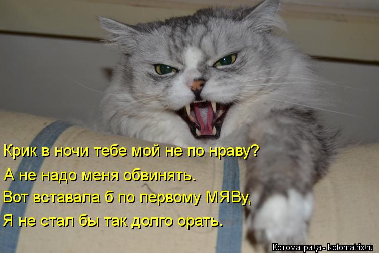 Крик в ночи тебе мой не по нраву? А не надо меня обвинять. Вот вставала б по первому МЯВу, Я не стал ... Котоматрица: Крик в ночи тебе мой не по нраву? А не надо меня обвинять. Вот вставала б по первому МЯВу, Я не стал бы так долго орать.