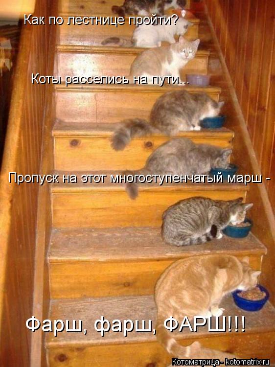 Котоматрица: Как по лестнице пройти? Коты расселись на пути... Пропуск на этот многоступенчатый марш - Фарш, фарш, ФАРШ!!!