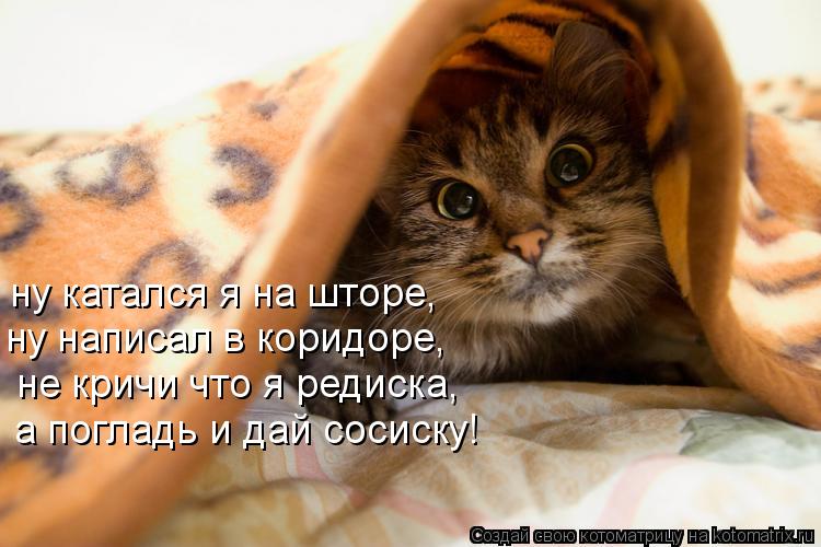 Котоматрица: ну катался я на шторе, ну написал в коридоре, не кричи что я редиска, а погладь и дай сосиску!