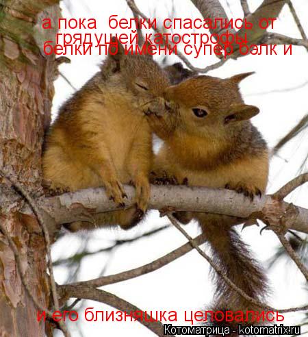 а пока белки спасались от грядущей катострофы белки по имени супер бэлк и и его близняшка целовал... Котоматрица: а пока белки спасались от грядущей катострофы белки по имени супер бэлк и и его близняшка целовались