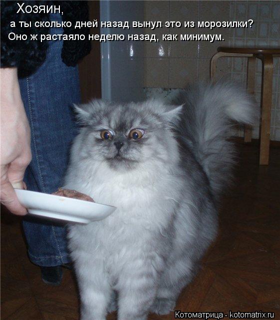 Котоматрица: Хозяин,  а ты сколько дней назад вынул это из морозилки? Оно ж растаяло неделю назад, как минимум.