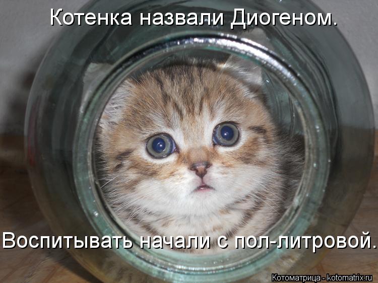 Котоматрица: Котенка назвали Диогеном. Воспитывать начали с пол-литровой...