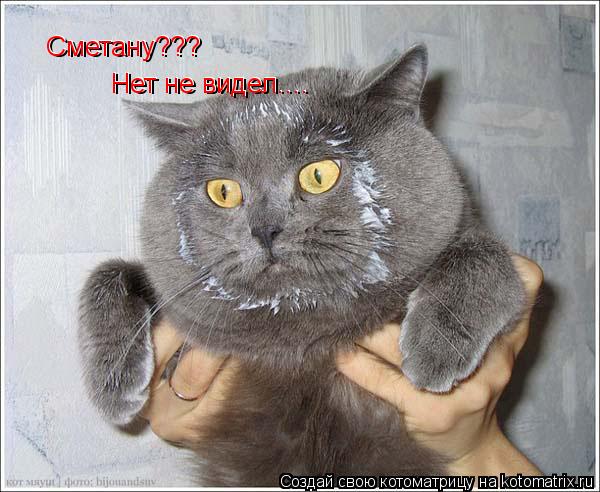 Сметану??? Сметану??? Нет не видел.... Нет не видел....... Котоматрица: Сметану??? Сметану??? Нет не видел.... Нет не видел....