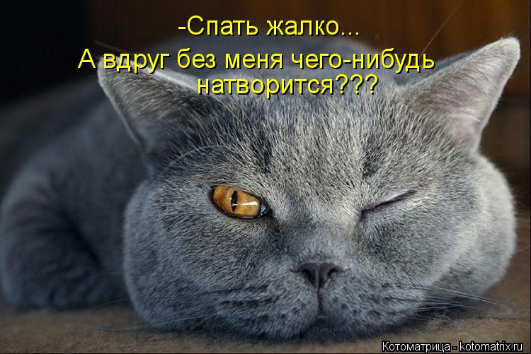 http://kotomatrix.ru/images/lolz/2013/01/25/kotomatritsa_25.jpg