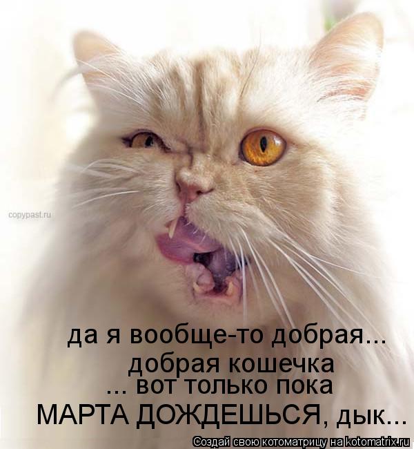 Котоматрица: да я вообще-то добрая...  добрая кошечка ... вот только пока  МАРТА ДОЖДЕШЬСЯ, дык...