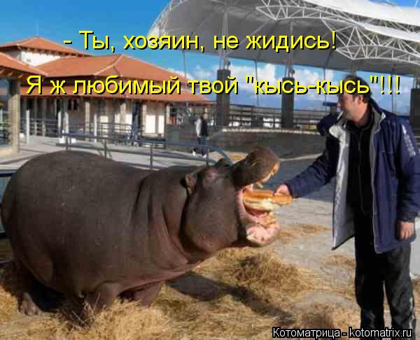 Котоматрица: - Ты, хозяин, не жидись! Я ж любимый твой "кысь-кысь"!!!