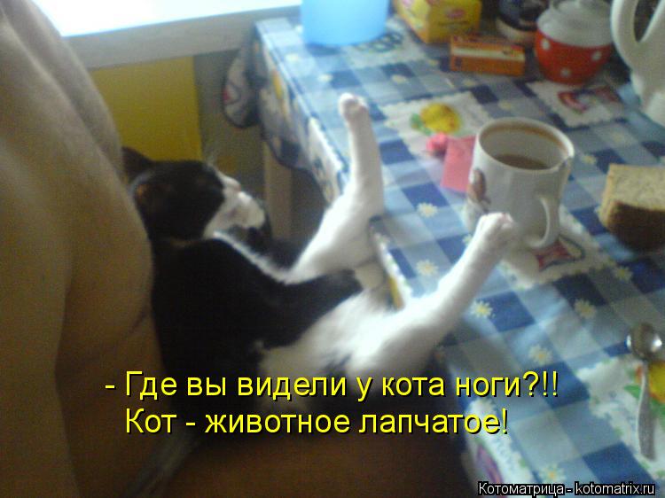 Котоматрица: - Где вы видели у кота ноги?!! Кот - животное лапчатое!