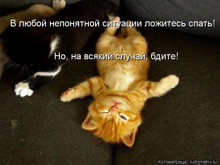 kotomatritsa_hA.jpg