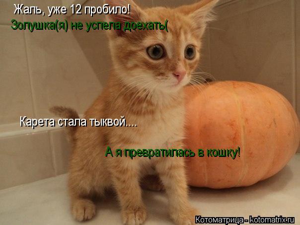 Жаль, уже 12 пробило! Карета стала тыквой.... А я превратилась в кошку! Золушка(я) не успела доехать... Котоматрица: Жаль, уже 12 пробило! Карета стала тыквой.... А я превратилась в кошку! Золушка(я) не успела доехать(