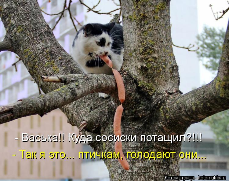 Котоматрица: - Васька!! Куда сосиски потащил?!!! - Так я это... птичкам, голодают они...