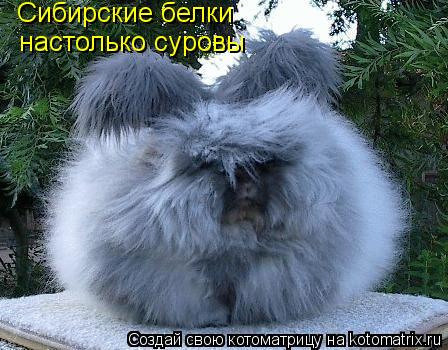Сибирские белки настолько суровы... Котоматрица: Сибирские белки настолько суровы