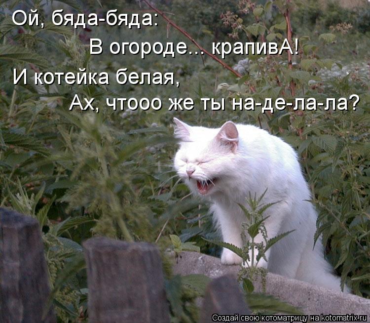 Ой, бяда-бяда: В огороде... крапивА! И котейка белая, Ах, чтооо же ты на-де-ла-ла?... Котоматрица: Ой, бяда-бяда: В огороде... крапивА! И котейка белая, Ах, чтооо же ты на-де-ла-ла?