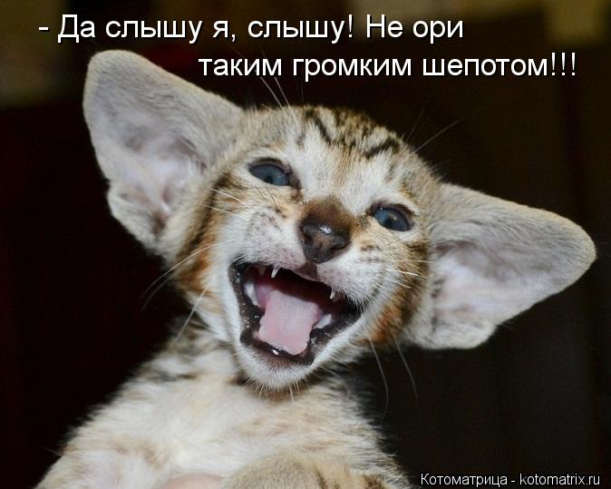 Котоматрица: - Да слышу я, слышу! Не ори таким громким шепотом!!!