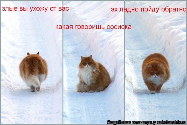 злые вы ухожу от вас какая говоришь сосиска эх ладно пойду обратно... Котоматрица: злые вы ухожу от вас какая говоришь сосиска эх ладно пойду обратно