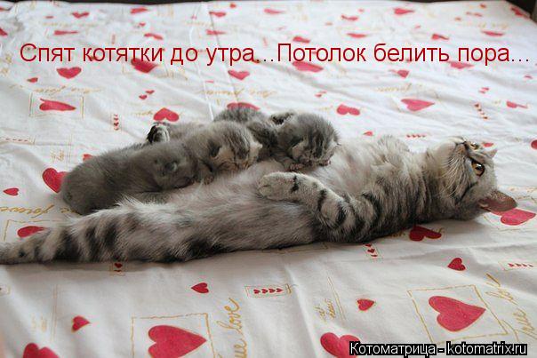 Котоматрица: Спят котятки до утра...Потолок белить пора...