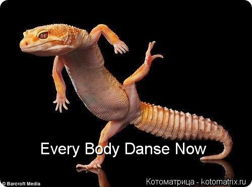 Котоматрица: Every Body Danse Now