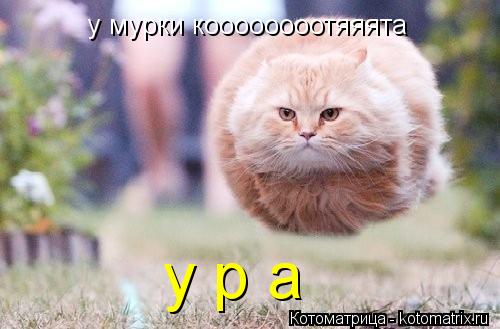 Котоматрица: у мурки коооооооотяяята у р а